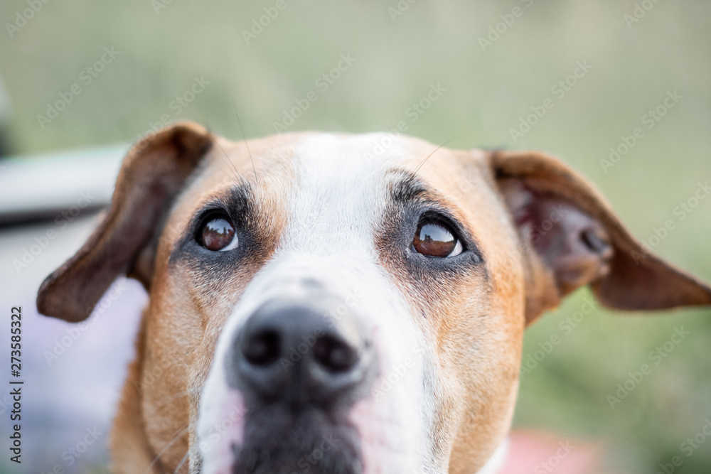 Close-up portrait of a dog looking up, focused on the eyes. Macro view of dog's eyes outdoors in natural conditions, shallow depth of field