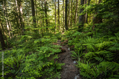 narrow tough trail in the middle of the forest covered with dense foliage © Yi
