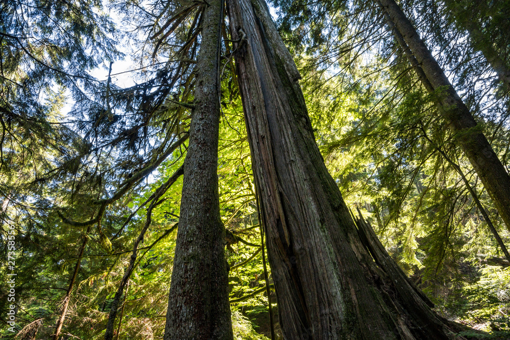 Fototapeta premium one giant tree standing inside dense forest with trunk split in the centre
