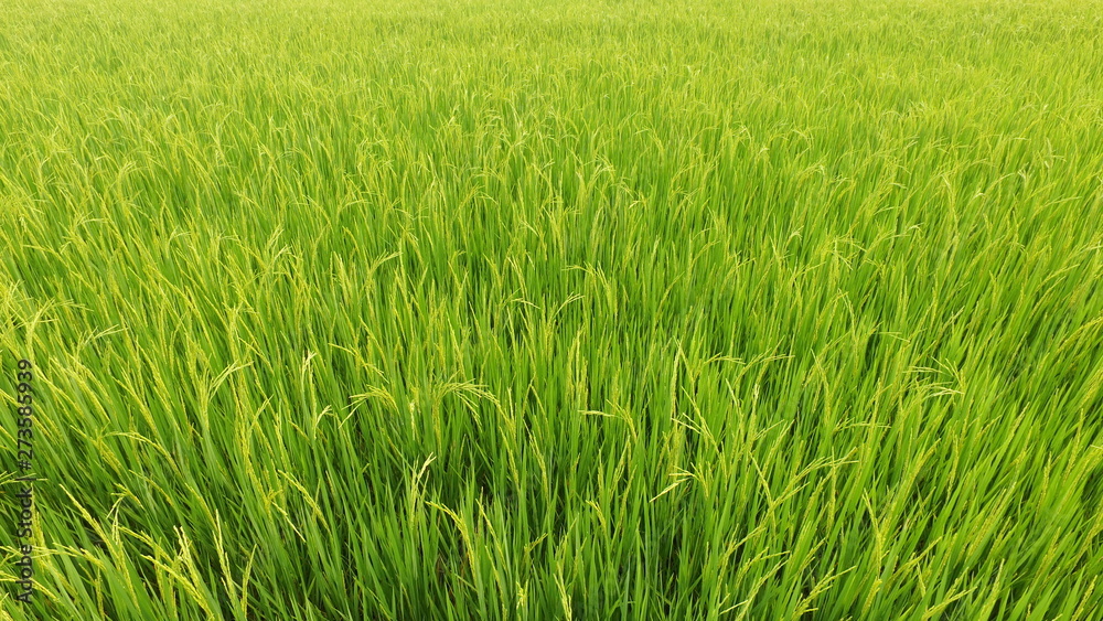 close up of ripening rice in a paddy field
