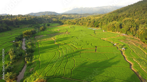 The beautiful landscape of rice fields in Thailand.  © nimon_t