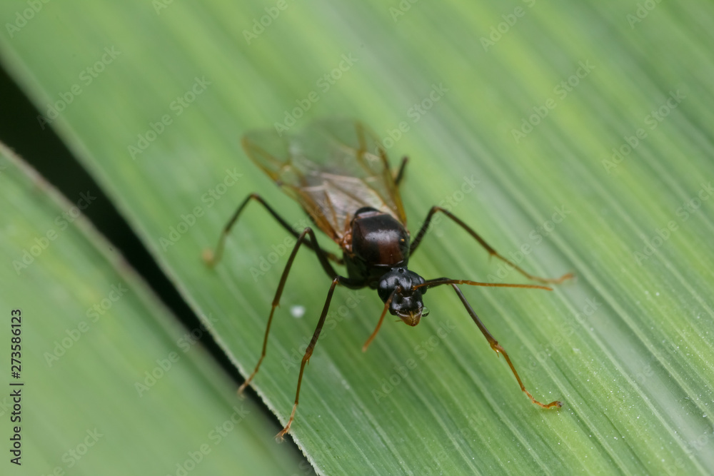 Subterranean ants , Flying ants in nature Subterranean ants , Flying ants in nature