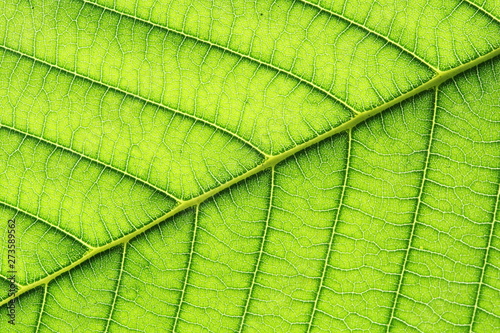 leaf vein abstract natural pattern background. diagonal stem line. green eco environmental and earth conservation concepts.