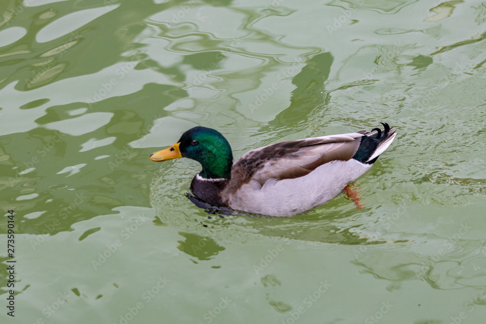 Obraz premium duck in a pond