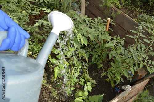watering tomatoes in the greenhouse
