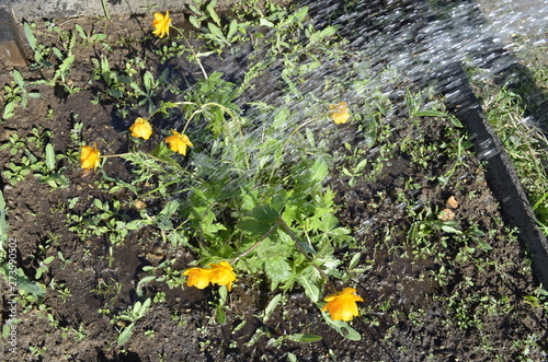 Beauty Orange Flowers Trollius europaeus