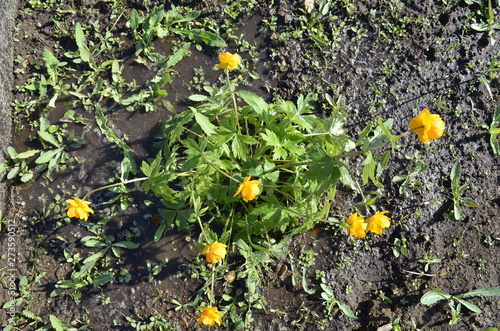 Beauty Orange Flowers Trollius europaeus