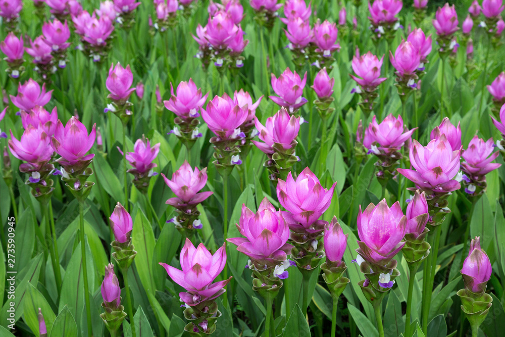 Fototapeta premium Krachiew flowers (Curcuma sessilis) are blooming in the planting field.