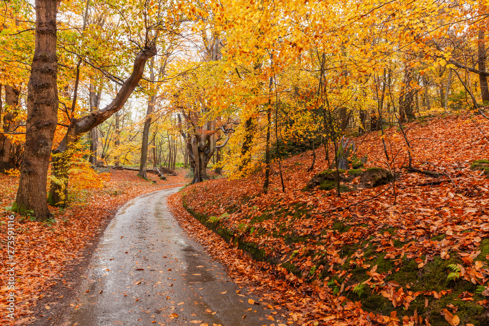 Autumn woodland and winding rural road Autumn woodland and winding rural road