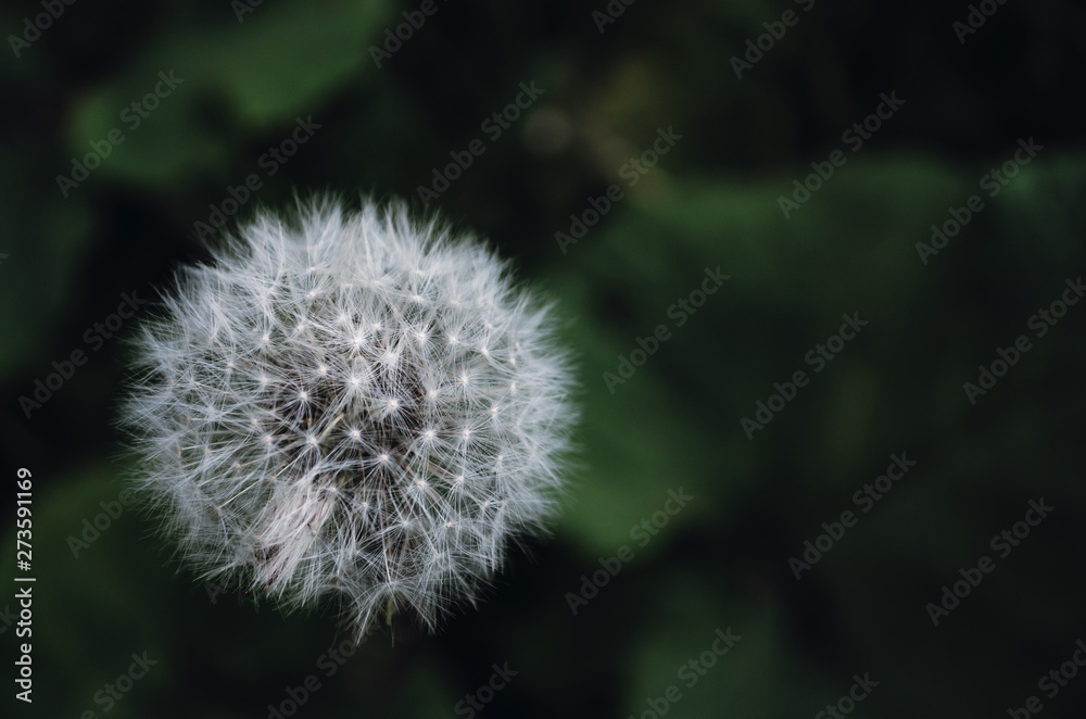 Dandelion in the Park close-up, macro Dandelion in the Park close-up, macro