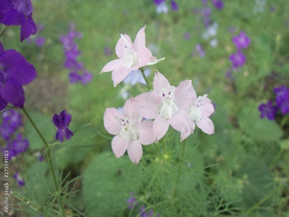 Garden Garden