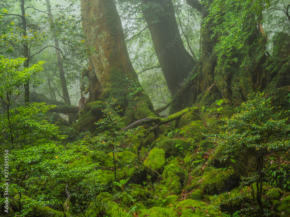 Obraz premium 苔むす森_04