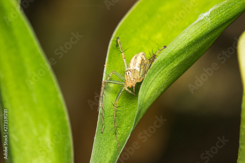 closeup of Jumping Spider on green