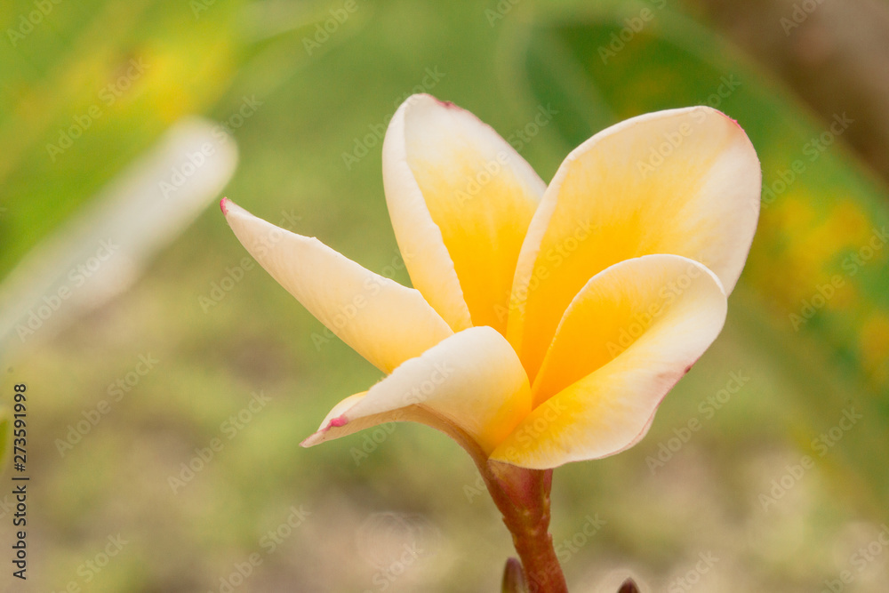 Obraz premium yellow flower on green background