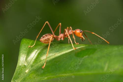 ant on leaf © Sanya