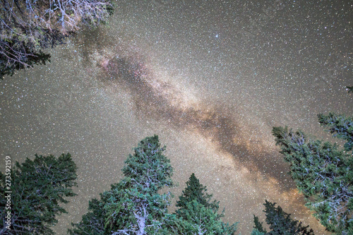 Pine trees silhouette Milky Way night sky photo