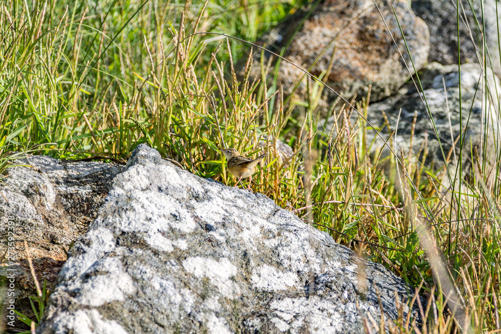 bird on rock bird on rock