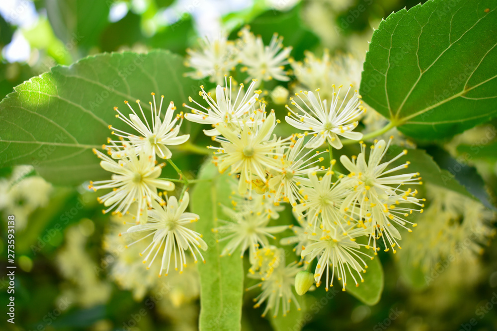 Flowers Blossoming Tree Linden Tree, Spring Flowers Blossoming Tree Linden Tree, Spring