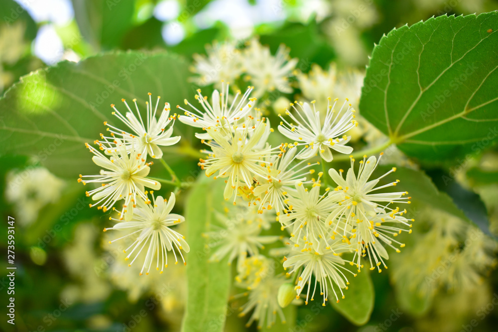Flowers of a linden tree among green leaves on a bright spring day with blue sky on background. Flowers of a linden tree among green leaves on a bright spring Flowers of a linden tree among green leaves on a bright spring day with blue sky on background. Flowers of a linden tree among green leaves on a bright spring