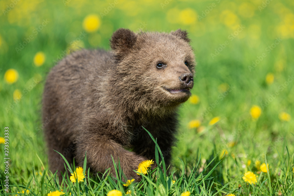 Fototapeta premium Brown bear cub playing on the summer field