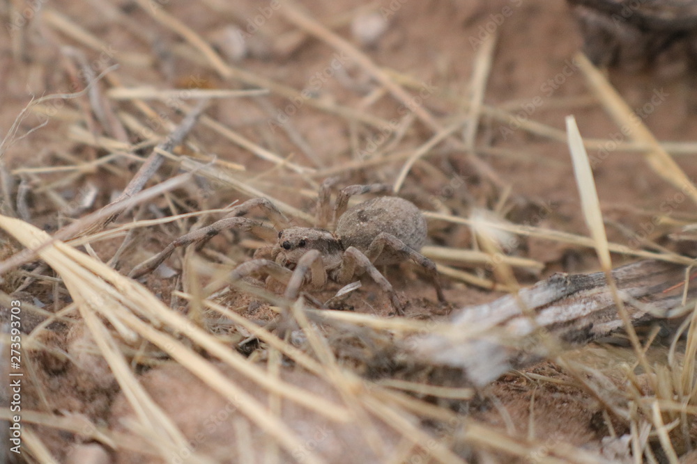 Spider Spider