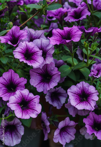 Bouquet of purple petunias in a flower pot.