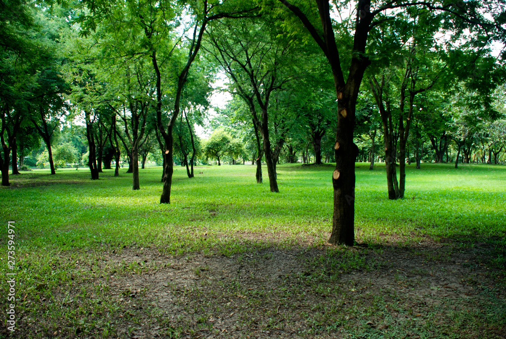 Shady forest park in the park