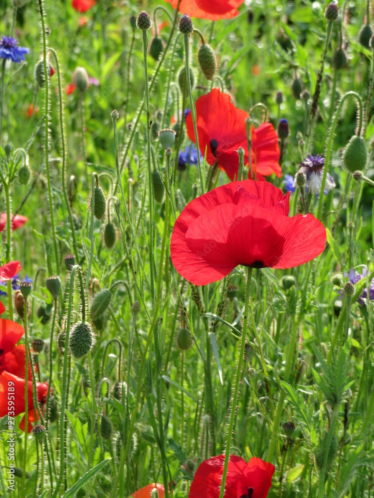 Obraz premium red poppies in a field