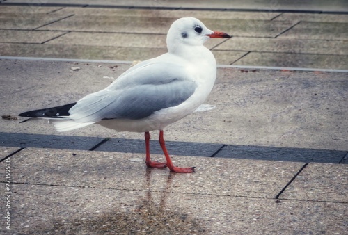 seagull on a wet footpath