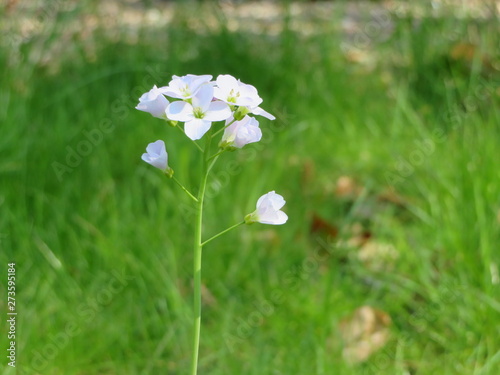 flower with little white blossoms on a meadow