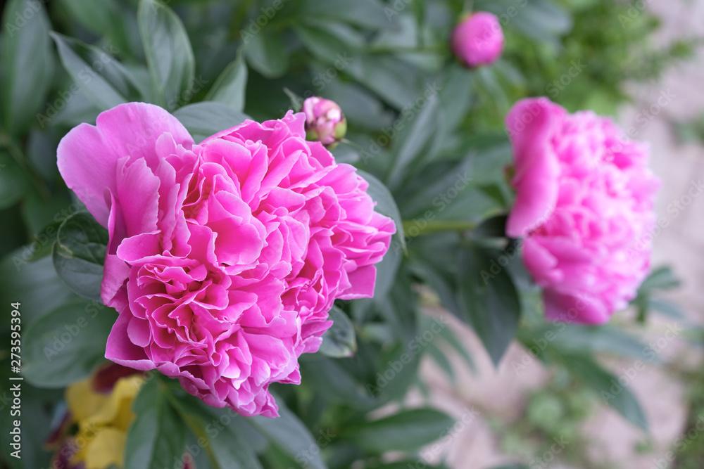 Blooming pink peony. Closeup of beautiful pink Peonie flower.