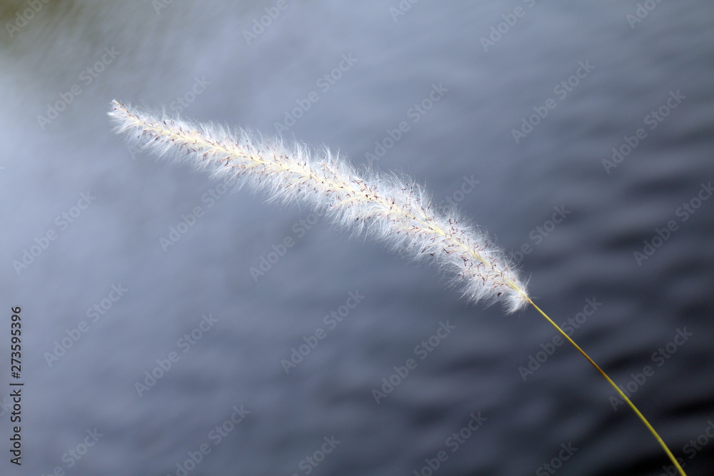 Obraz premium grass flowers white in nature over water surface background, single flower grass white in the winter (selective focus)