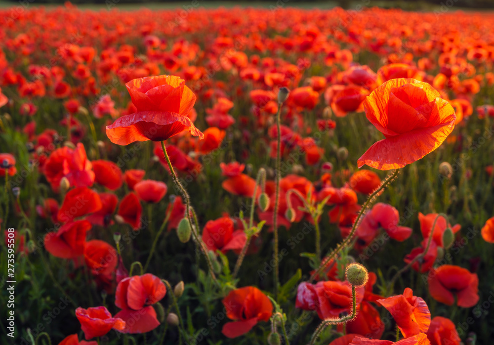 red poppies against the background of the evening sky