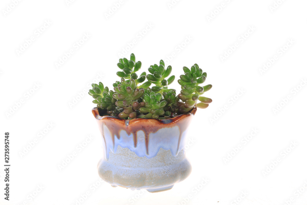 Succulent plant Succulent plant