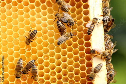 Bienen arbeiten im Bienenstock