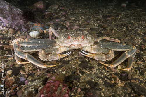 Queen crab in the sea floor