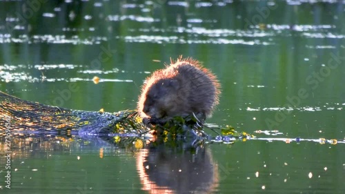 Beaver dinner at sunset
