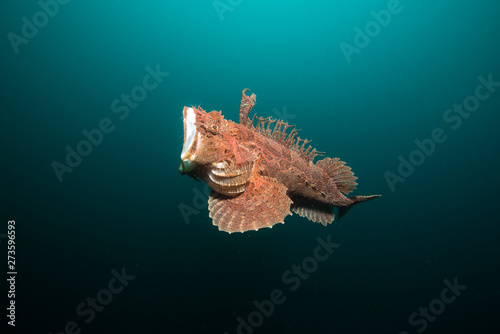 Angry stonefish in the deep photo