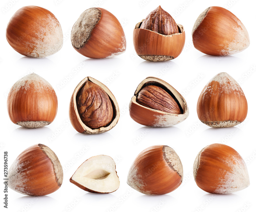 Hazelnuts collection isolated on white background. Hazelnuts collection isolated on white background.