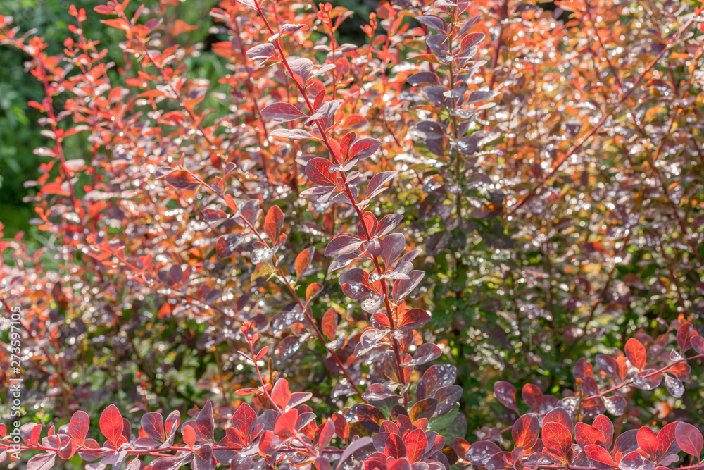 Raindrops on the red leaves of the barberry in the summer garden after the rain. Raindrops on the red leaves of the barberry in the summer garden after the rain.