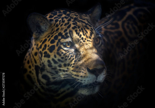 Face of Jaguar's are staring.