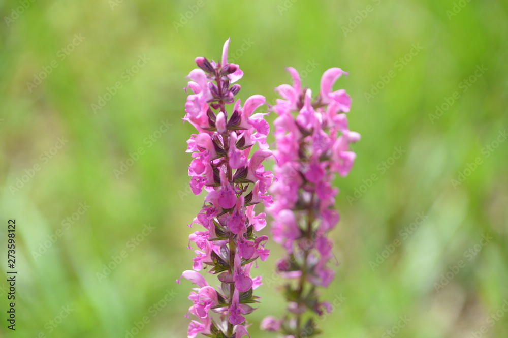 purple flowers on green background purple flowers on green background