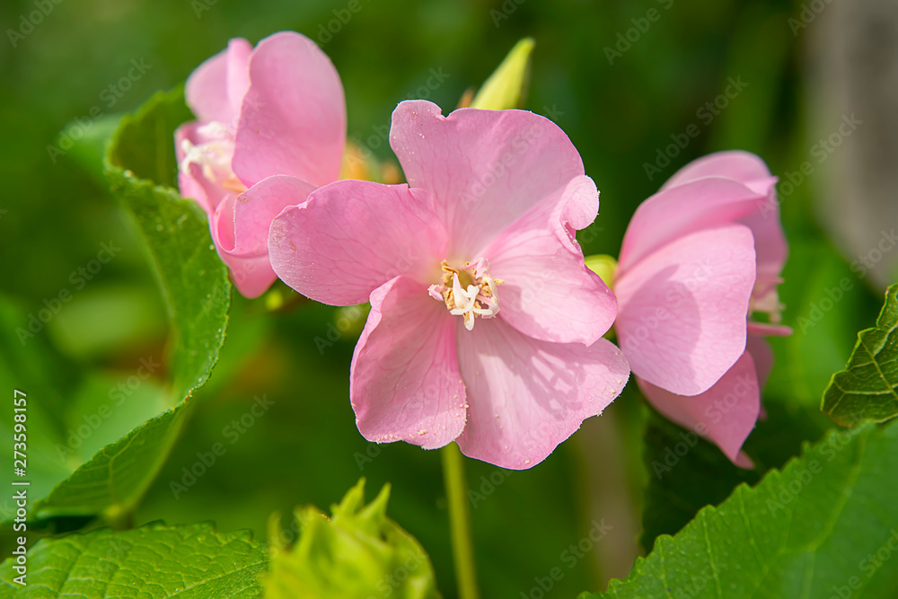 Close up Pink Dombeya flower on tree. Close up Pink Dombeya flower on tree.