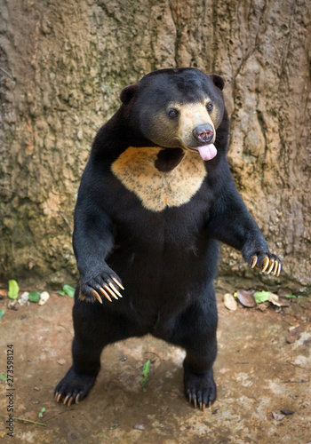 Sun bear standing in a relaxing in the natural atmosphere.  © MrPreecha