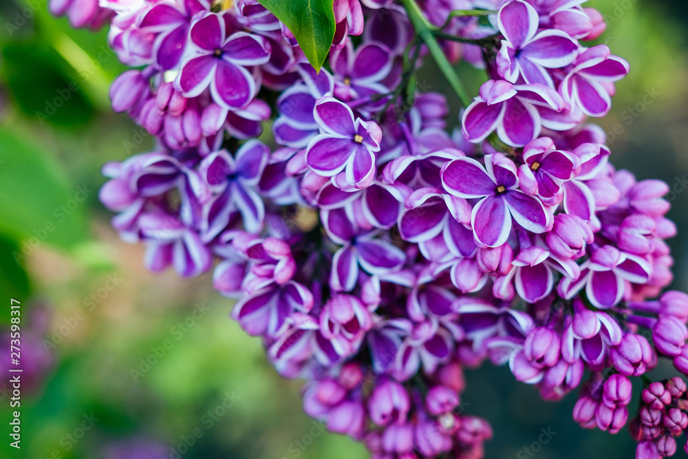 Beautiful purple lilac blossom with blurred bokeh effect background. Beautiful purple lilac blossom with blurred bokeh effect background.