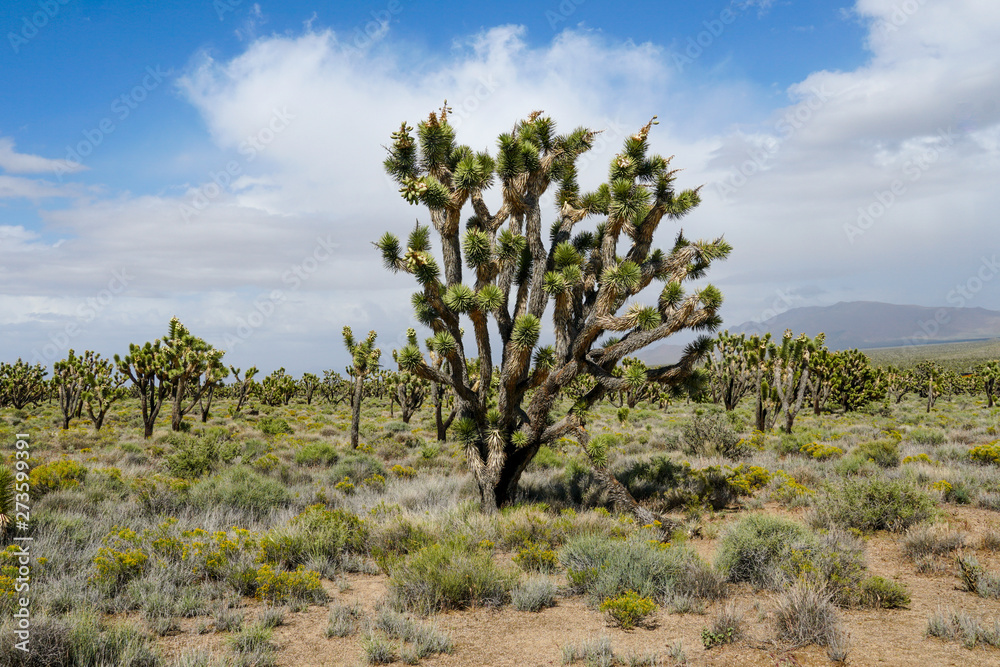 Joshua Tree National Park. American desert national park in southeastern California. Yucca brevifolia (Joshua Tree) is a plant species belonging to the genus Yucca. Joshua Tree National Park. American desert national park in southeastern California. Yucca brevifolia (Joshua Tree) is a plant species belonging to the genus Yucca.
