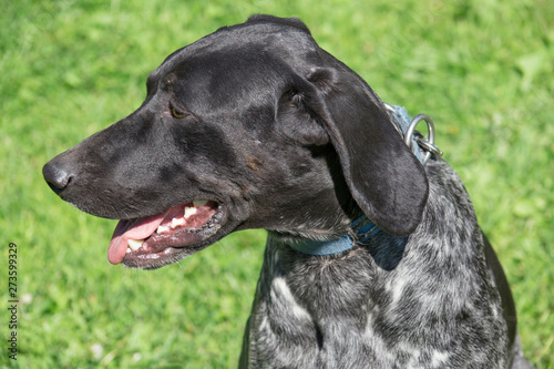 Norwegian half-breed close up. Norwegian sports mestizo. Cross-breed pointer, kurzhaar and greyhound. Sled dog.