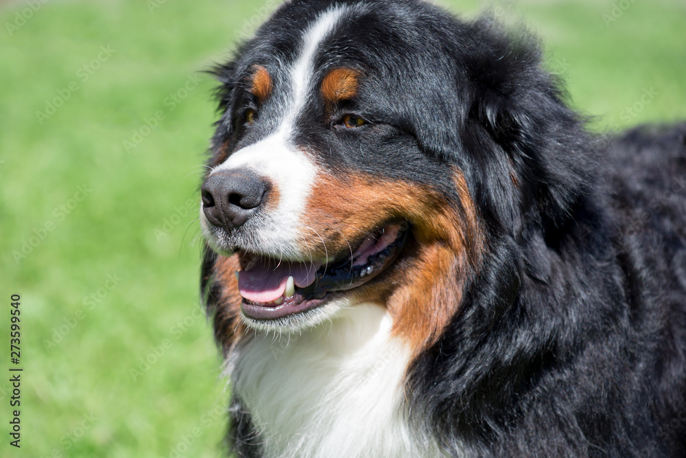Cute bernese mountain dog puppy is standing on a green meadow. Berner sennenhund or bernese cattle dog.