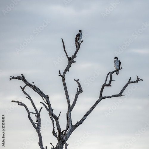 African Hawk-Eagle couple in dead tree in Kruger National park  South Africa   Specie Aquila spilogaster family of Accipitridae