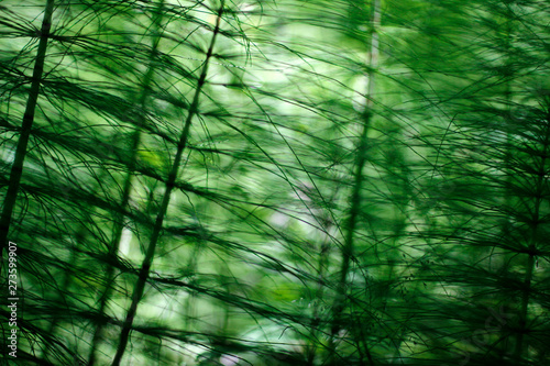 Spring plants in a forest